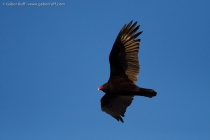 Turkey Vulture (Cathartes aura)