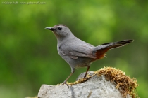 Gray Catbird (Dumetella carolinensis)