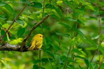 Yellow Warbler (Dendroica petechia)