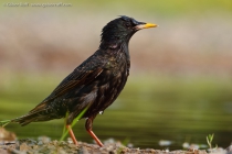 Common Starling (Sturnus vulgaris)