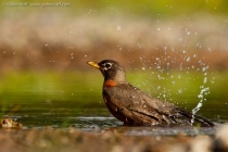 American Robin (Turdus migratorius)