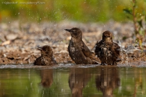 Common Starling (Sturnus vulgaris), juveniles