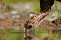 Wild Turkey (Meleagris gallopavo)