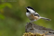 Black-capped Chickadee (Poecile atricapillus)