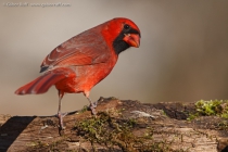 Northern Cardinal (Cardinalis cardinalis), male