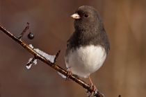 Dark-eyed Junco (Junco hyemalis)