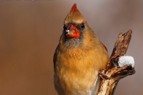 Northern Cardinal (Cardinalis cardinalis), female