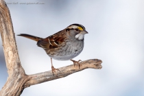 White-throated Sparrow (Zonotrichia albicollis)