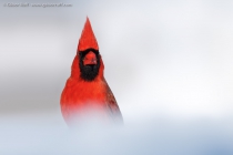 Northern Cardinal (Cardinalis cardinalis), male