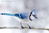 Blue Jay (Cyanocitta cristata)