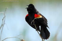 Red-winged Blackbird (Agelaius phoeniceus)