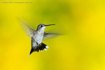 Ruby-throated Hummingbird (Archilochus colubris)