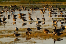 Snow Goose (Chen caerulescens) and Canada Geese (Branta canadensis)