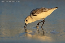 Sanderling (Calidris alba)