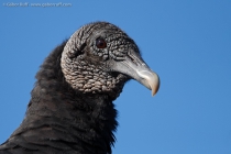 Black Vulture (Coragyps atratus)