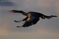 Anhinga (Anhinga anhinga)