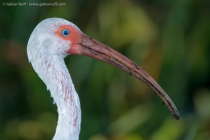 White Ibis (Eudocimus albus)