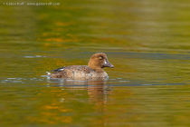 Common Goldeneye (Bucephala clangula), female or immature