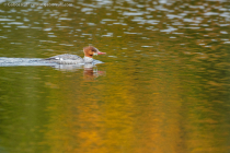 Common Merganser (Mergus merganser), female