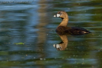 Pied-billed Grebe (Podilymbus podiceps)