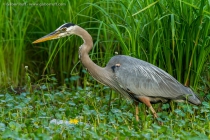 Great Blue Heron (Ardea herodias)