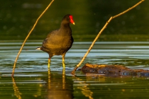 Common Moorhen (Gallinula chloropus)