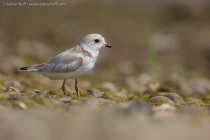 Piping Plover (Charadrius melodus)