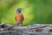 American Robin (Turdus migratorius)