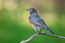 American Robin (Turdus migratorius)