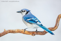 Blue Jay (Cyanocitta cristata)