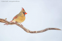 Northern Cardinal (Cardinalis cardinalis), female