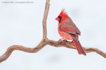 Northern Cardinal (Cardinalis cardinalis), male