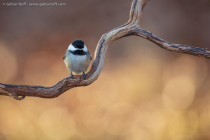 Black-capped Chickadee (Poecile atricapillus)