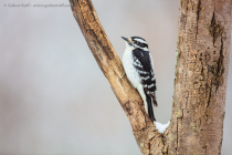 Downy Woodpecker (Dryobates pubescens)