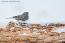 Dark-eyed Junco (Junco hyemalis)