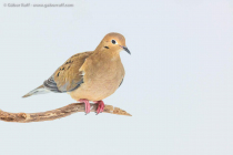 Mourning Dove (Zenaida macroura)