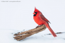 Northern Cardinal (Cardinalis cardinalis), male