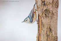 White-breasted Nuthatch (Sitta carolinensis)