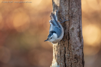 White-breasted Nuthatch (Sitta carolinensis)