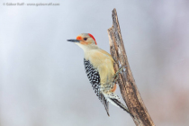 Red-bellied Woodpecker (Melanerpes carolinus)