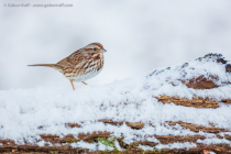 Song Sparrow (Melospiza melodia)