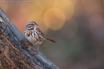 Song Sparrow (Melospiza melodia)