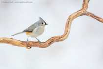 Tufted Titmouse (Baeolophus bicolor)