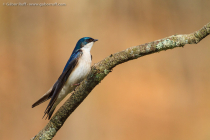 Tree Swallow (Tachycineta bicolor)