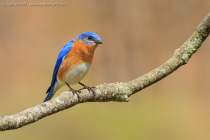 Eastern Bluebird (Sialia sialis), male