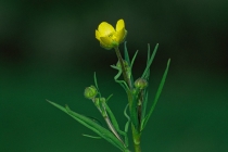 Meadow Buttercup (Ranunculus acris)