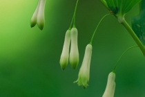 Solomon's Seal (Polygonatum multiflorum)