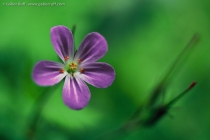 Herb-Robert Geranium (Geranium robertianum)