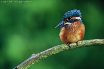 European Kingfisher (Alcedo atthis)