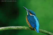 European Kingfisher (Alcedo atthis)